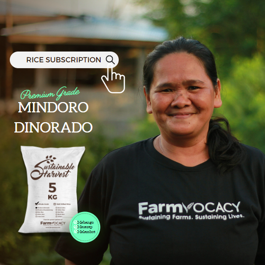 6-months Mindoro Dinorado (Premium) Rice Subscription